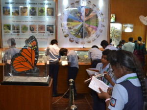 Insect Museum